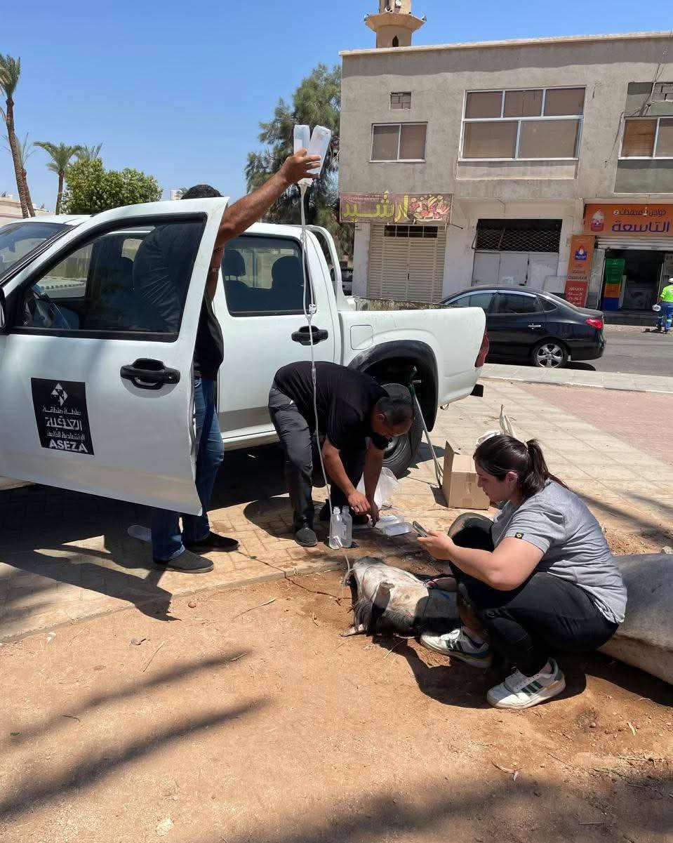 إنقاذ حصان في حالة صحية حرجة داخل متنزه الشرقية في العقبة