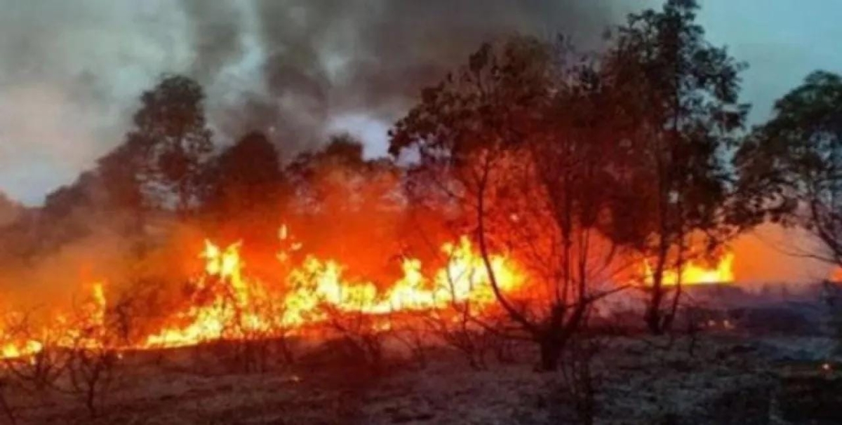 تركيا تعتقل 21 شخصًا على خلفية حرائق الغابات.. والنيابة تحقق مع عشرات المشتبهين