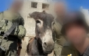 إسرائيل تسرق حمير غزة... تفاصيل