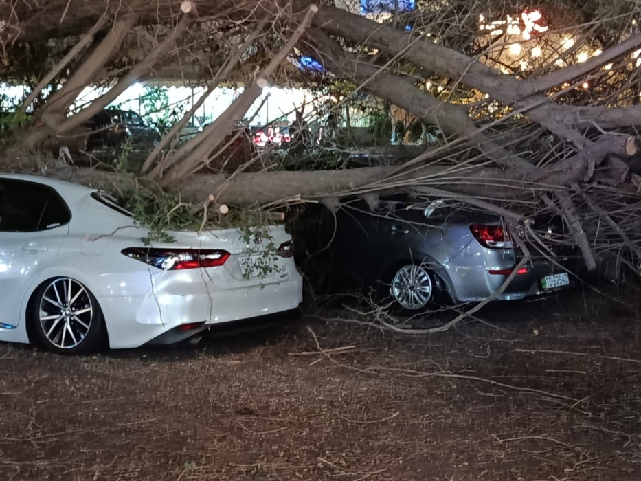 سقوط شجرة يتسبب بأضرار مادية لسيارتين في العقبة