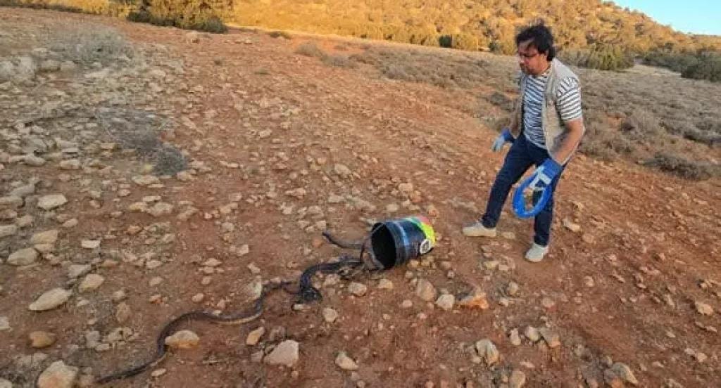 ذعر يجتاح درنة شرق ليبيا بعد إطلاق أفاعي الكوبرا في وادي الناقة