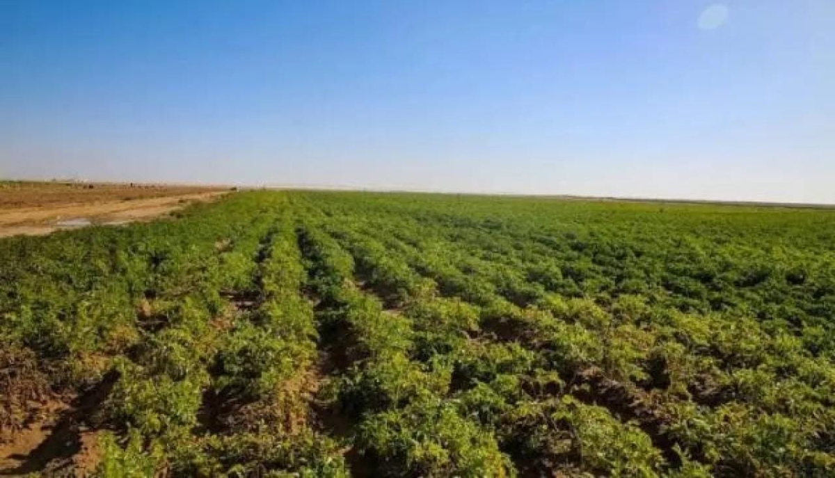 دعوة لمزارعي الكورة لاستكمال أوراق الاستفادة من مشروع استصلاح الأراضي