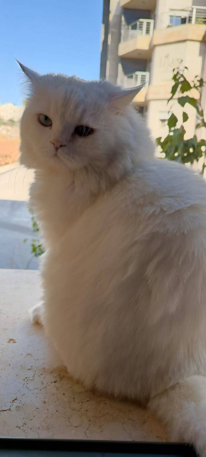 هل القطط تصاب بالسكري... تفاصيل