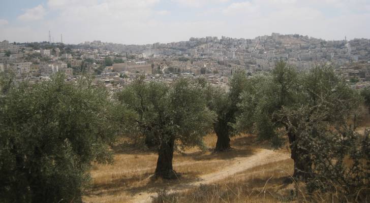 بينها أشجار معمرة.. جرافات الاحتلال تقتلع آلاف أشجار الزيتون شرق رام الله