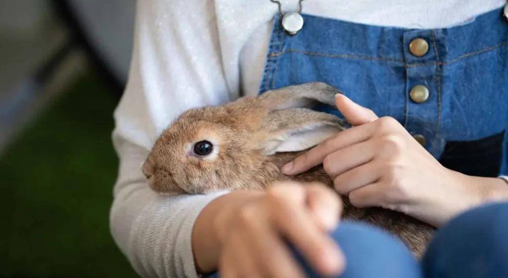 الأرنب في المنام للعزباء.. إشارات من العقل الباطن عن الحب والتغيير