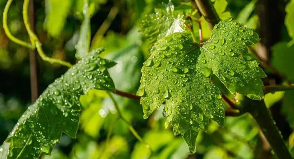 تفسير حلم ورق العنب.. رمز البركة والرِزق وخفايا الخير في المنام