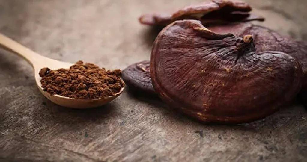 فطر الجانوديرما.. الهدية الطبيعية للصحة والرشاقة