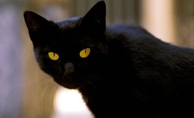 تفسير حلم القط الأسود في المنام.. هل هو تحذير من السحر والخيانة أم رمز للقوة والنجاة