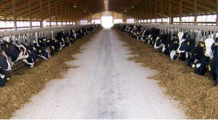 استخدام الحليب المجفف في الأغذية ودعم الثروة الحيوانية على طاولة اللجان النيابية