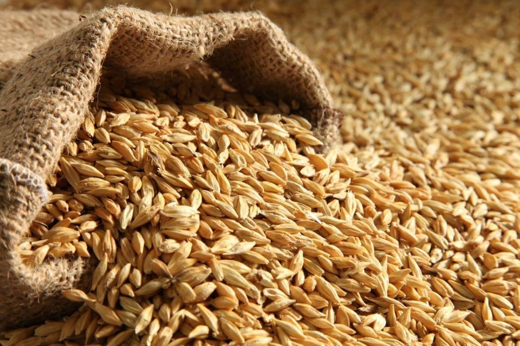 رفع سعر طن الشعير لمربي الثروة الحيوانية عدا الأغنام 5 دنانير