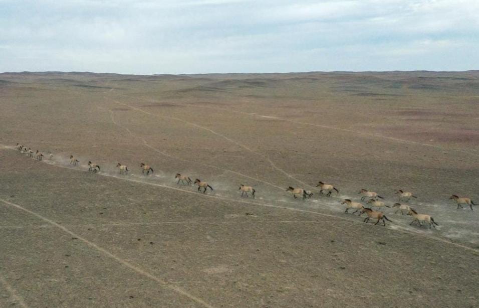 بعد أربعة عقود من جهود الحفظ... الصين تحتضن ثلث خيول برزوالسكي في العالم