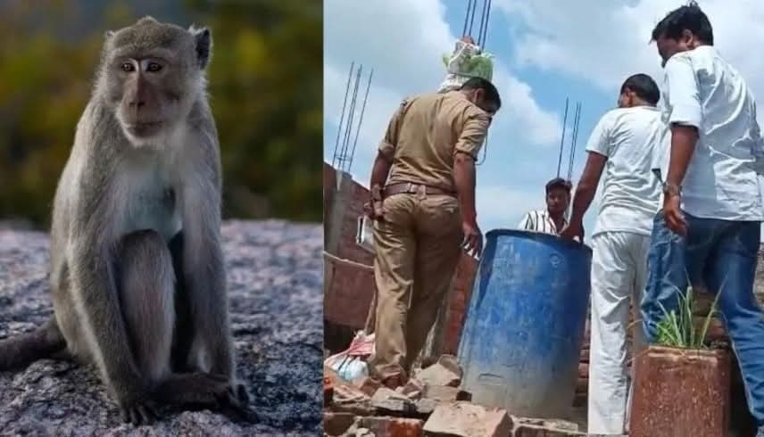 رضيع يفارق الحياة بعد خطفه وإغراقه على يد مجموعة قرود