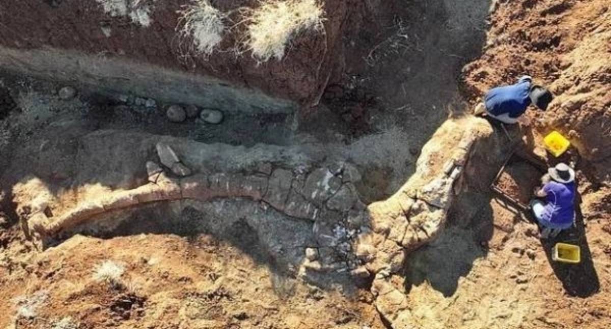 هيكل لديناصور بحري في أستراليا