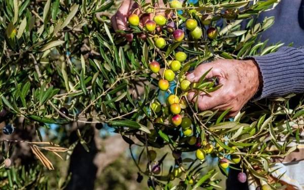 العوران : موسم الزيتون الحالي الأقل منذ 40 عاماً في الأردن