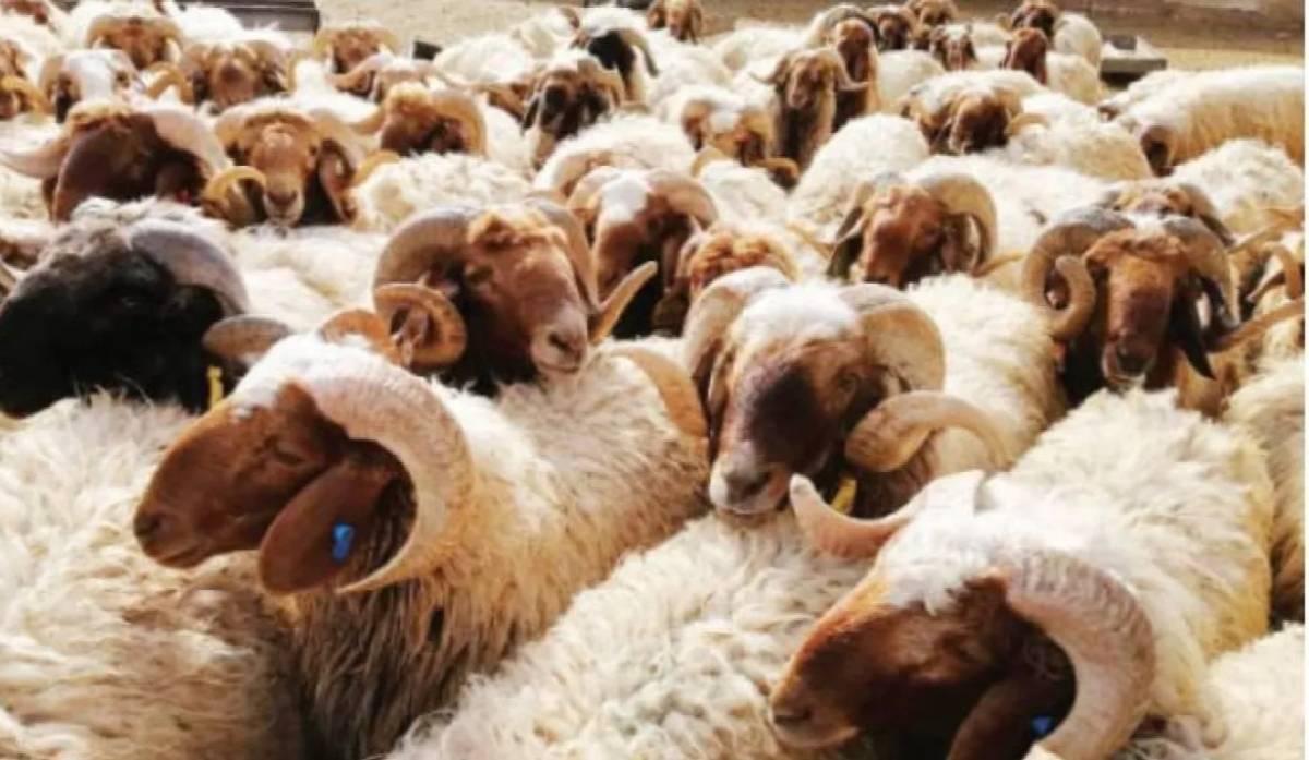 “الزراعة النيابية” تبحث موضوع دعم مربي الثروة الحيوانية