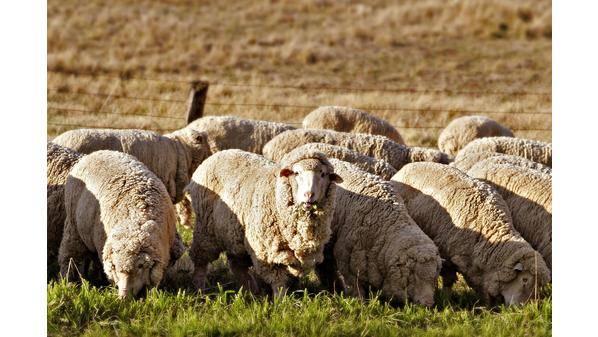 “الزراعة النيابية” تبحث موضوع دعم مربي الثروة الحيوانية