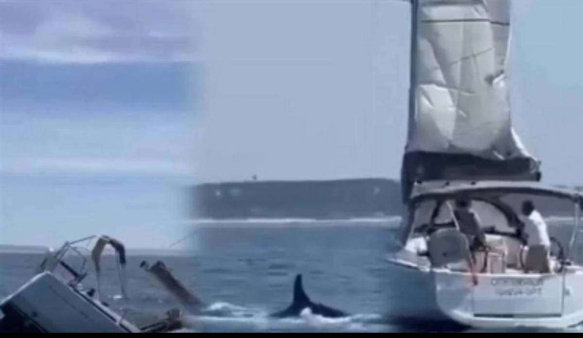 الحيتان تُغرق يختاً سياحيّاً قبالة السواحل البرتغالية