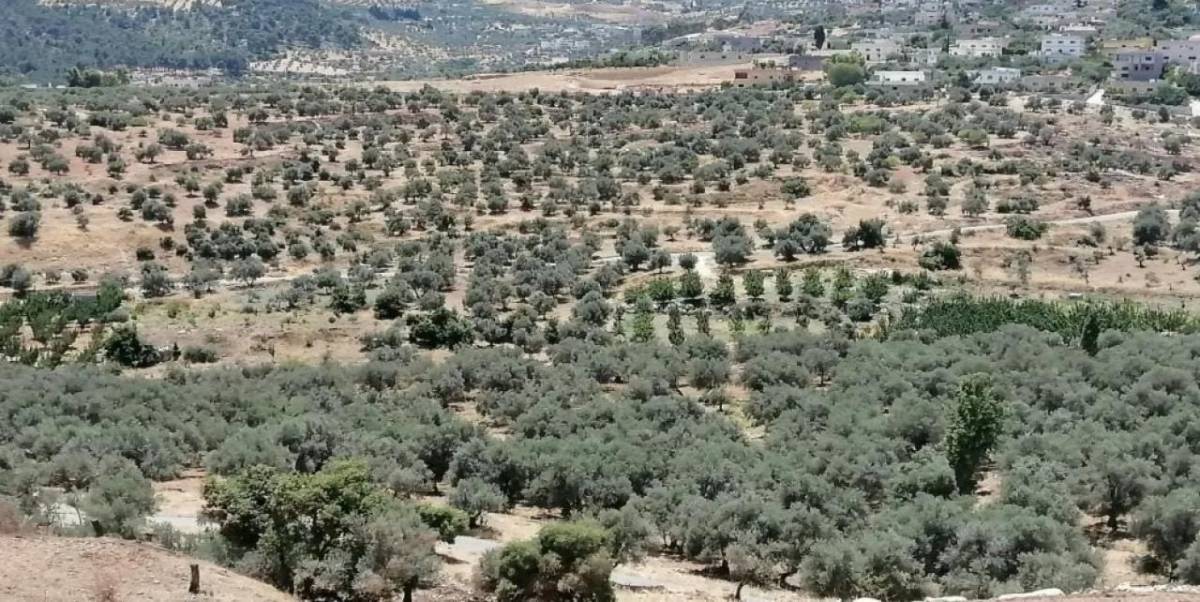 العثور على جثة شخص مجهول الهوية في منطقة حرجية غرب جرش