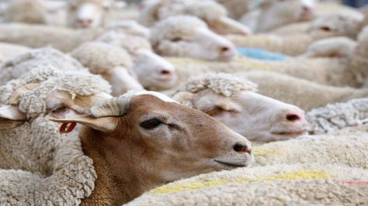 لجنة الزراعة النيابية تناقش دعم مربي الثروة الحيوانية وأسعار الأعلاف