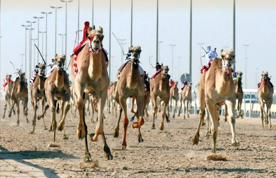 قطر :اختتام أشواط الحقايق في ثالث أيام السباق المحلي الثاني للهجن العربية الأصيلة