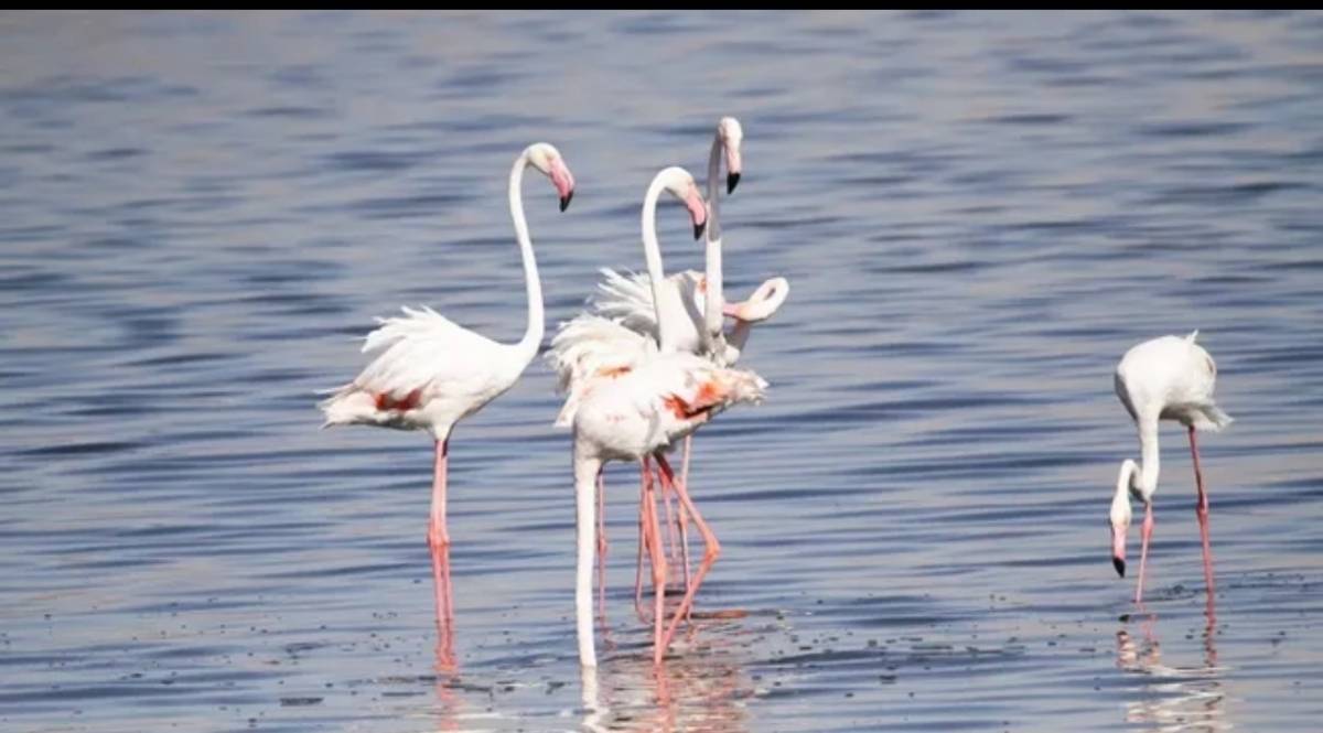 مرصد العقبة يشهد ذروة النشاط.. وجهة مفضلة للطيور المهاجرة وتجربة فريدة للزوار