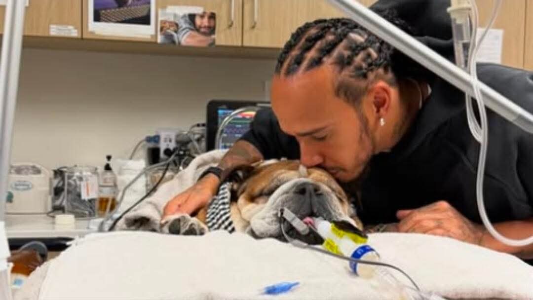 بطل العالم  في الفورمولا 1  يغيب عن عرض فيراري بسبب مرض كلبه