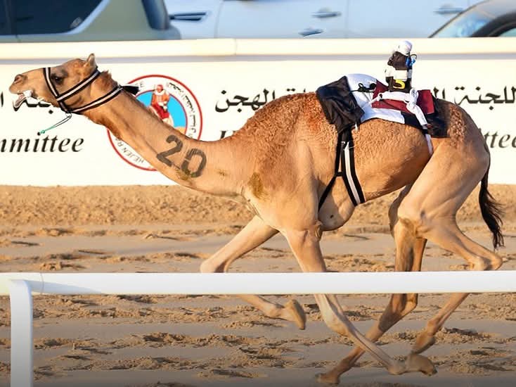 انطلاقة قوية لمنافسات الجذاع في سادس أيام السباق المحلي الثاني للهجن العربية الأصيلة
