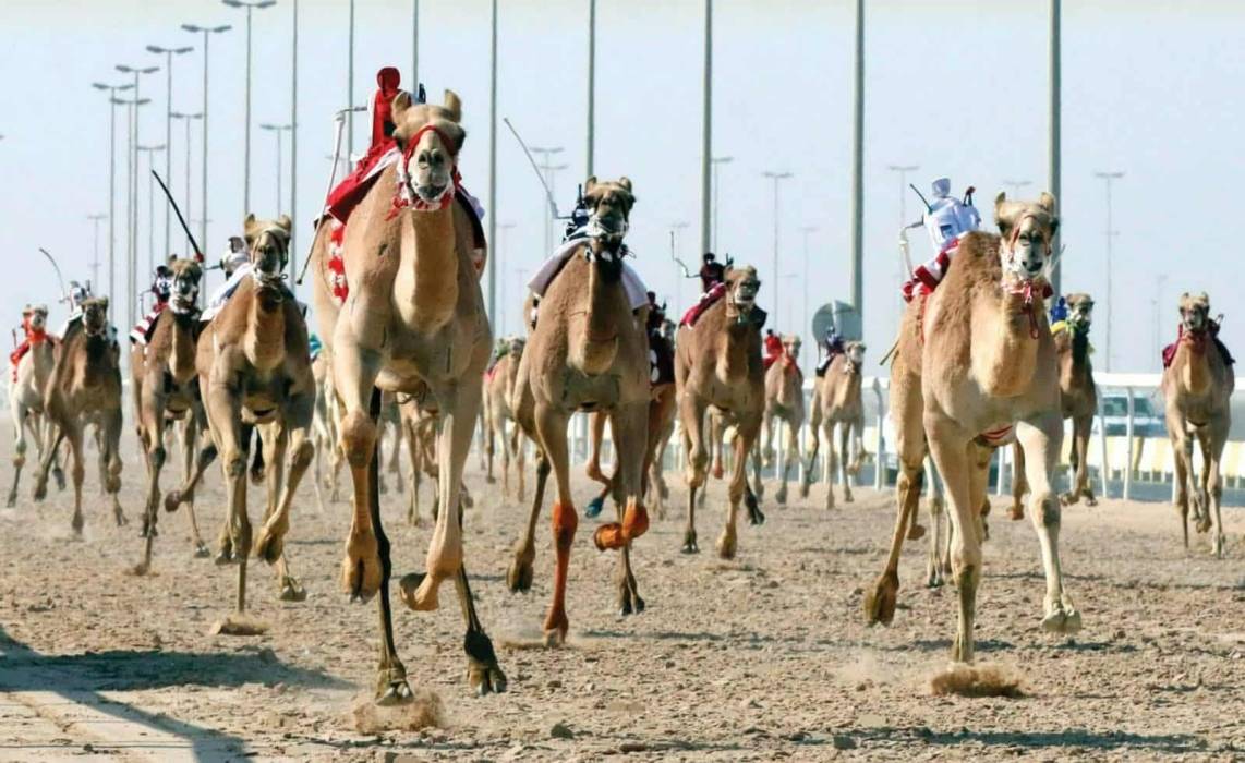 تواصل منافسات الثنايا في سابع أيام السباق المحلي الثاني للهجن العربية الأصيلة