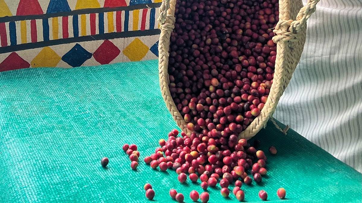 البُن السعودي.. نكهة الأصالة ورمزُ الثقافة