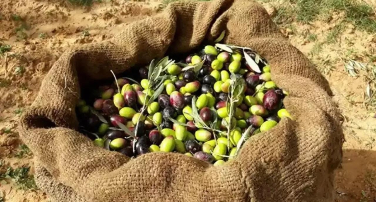 زراعة الطفيلة تدعو الأردنيين لتأخير قطاف الزيتون