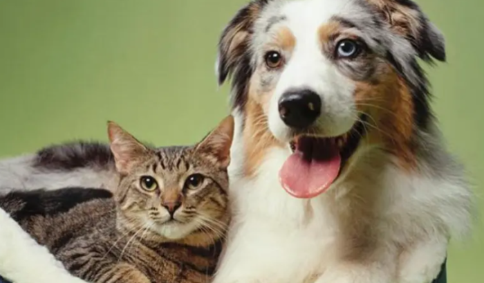 زوجان حديثا الزواج يطلبان الطلاق بسبب خلافات حيواناتهما الأليفة في بوبال