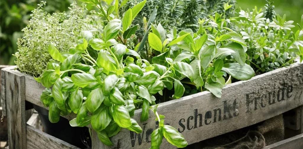 بعد الأكل الدسم.. 5 أعشاب طبيعية تخلصك من الانتفاخ وعسر الهضم في دقائق