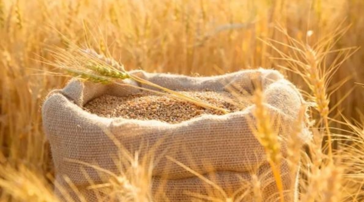 بأسعار مدعومة.. البدء ببيع بذار القمح والشعير المحسن للمزارعين