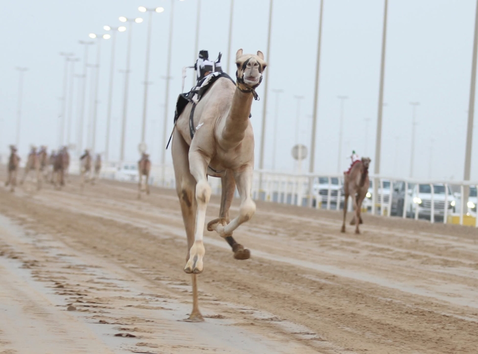 انطلاقة مثيرة للسباق المحلي الثالث للهجن العربية الأصيلة
