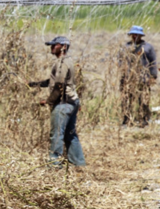 ممثل الفاو في الأردن: محفظة مشاريعنا المحلية تتجاوز 40 مليون دولار