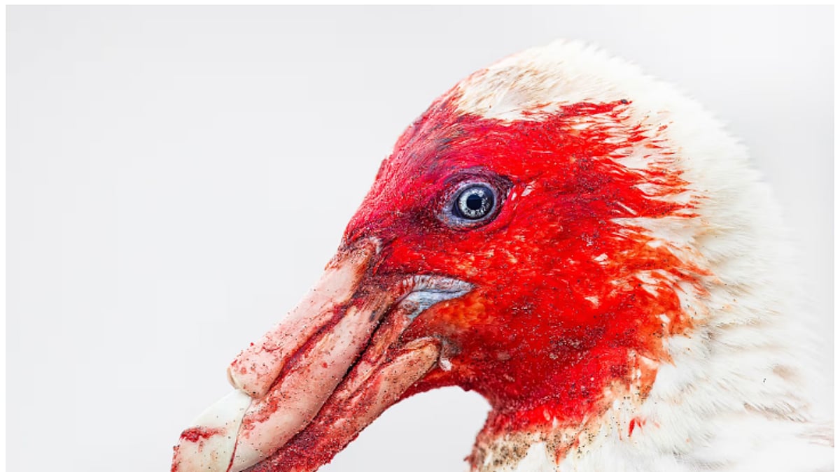 هذه قصة الطائر الملطّخ بالدماء في مسابقة أفضل صور 2025.. مشاهد تروي جمال الطبيعة وقسوتها