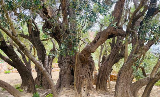 الأمم المتحدة: اعتداءات المستوطنين بموسم الزيتون تهدف لفصل الفلسطينيين عن أرضهم