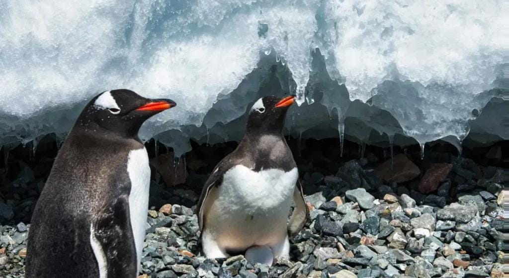من أغرب الأحلام.. ماذا يعني رؤية البطريق في المنام؟