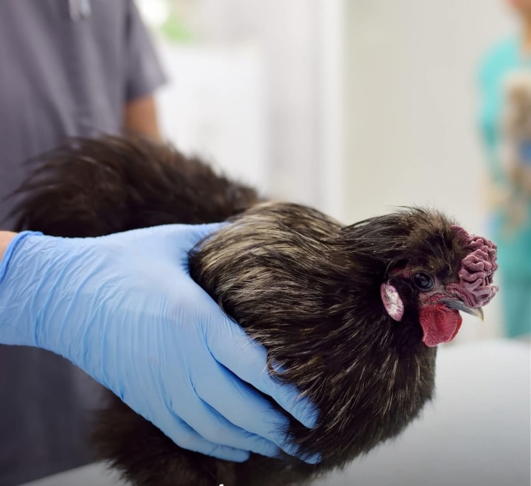 هولندا تتحرك لوقف انتشار إنفلونزا الطيور: إعدام 161 ألف دجاجة وتشديد القيود