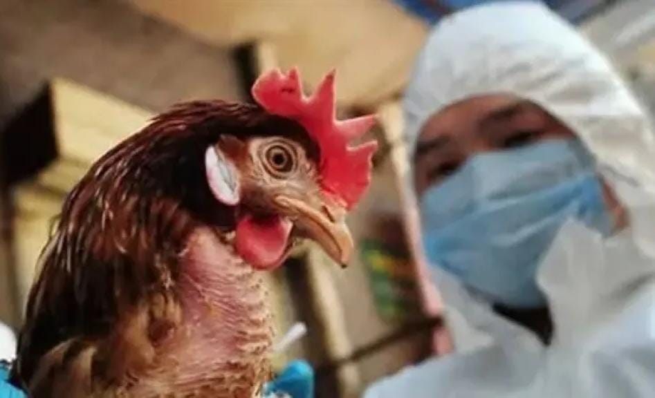 تزايد القلق في فرنسا بعد رفع مستوى خطر إنفلونزا الطيور وفرض العزل الصارم