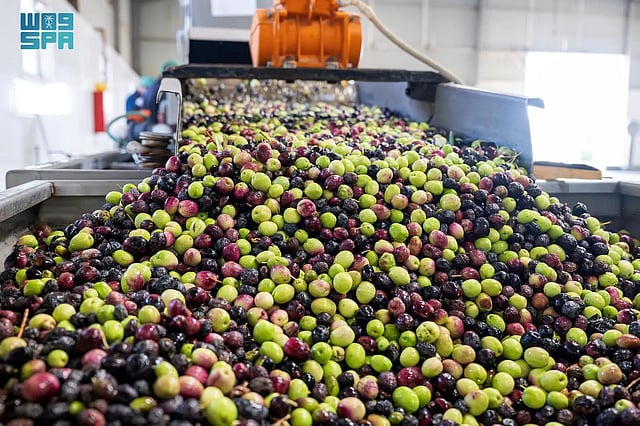 تبوك تستقبل حصاد الزيتون من أكثر من مليون ونصف شجرة في موسم استثنائي...صور