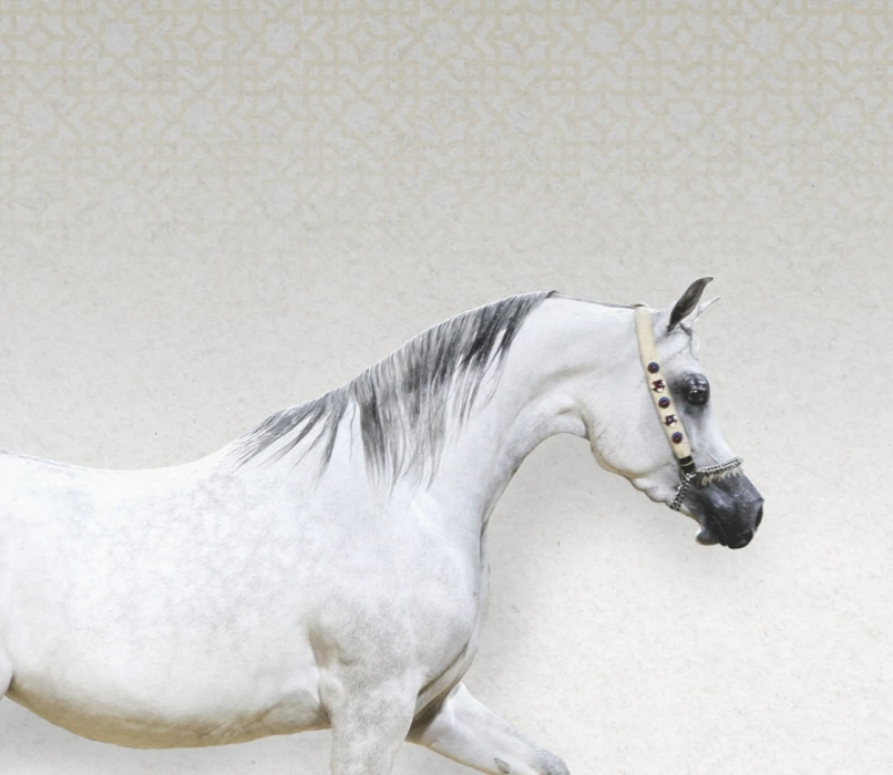 نادي قطر للسباق والفروسية يعلن تنظيم بطولة قطر الثامنة والعشرين لجمال الخيل العربية الأصيلة