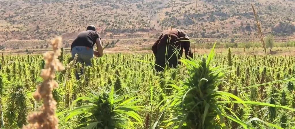 دولة عربية تعلن السماح لمواطنيها بزراعة الحشيش