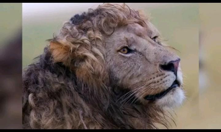 صورة ”أسد مفترس” بتسريحة شعر مُذهلة تخطف الأضواء وتصبح حديث مواقع التواصل