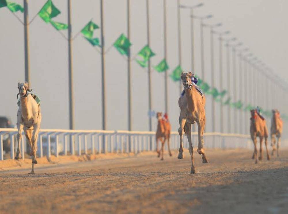 الهجن القطرية تحقق كأسي الحقايق في كأس الأولمبية السعودية..صور