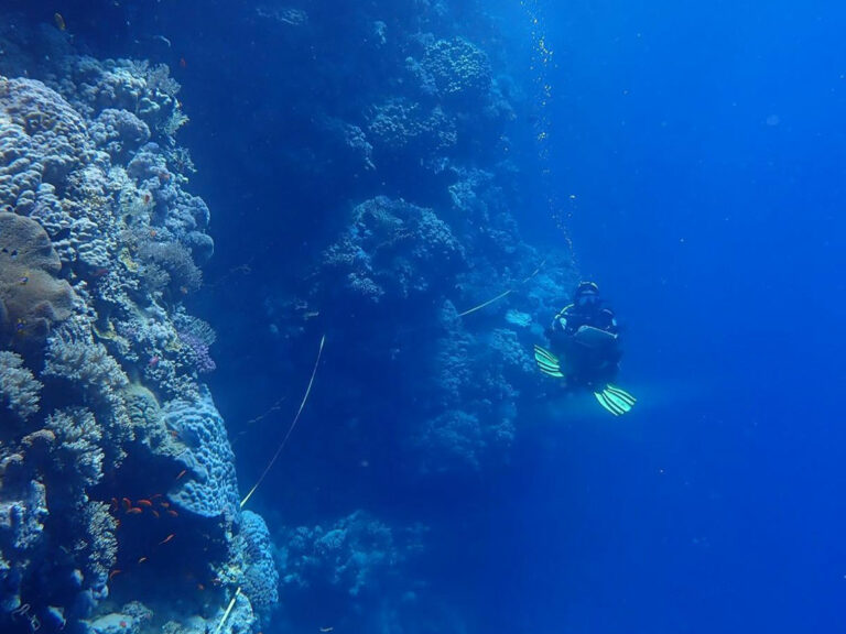 دراسة جينية سعودية تكشف عن تنوع أحيائي غير مسبوق في البحر الأحمر