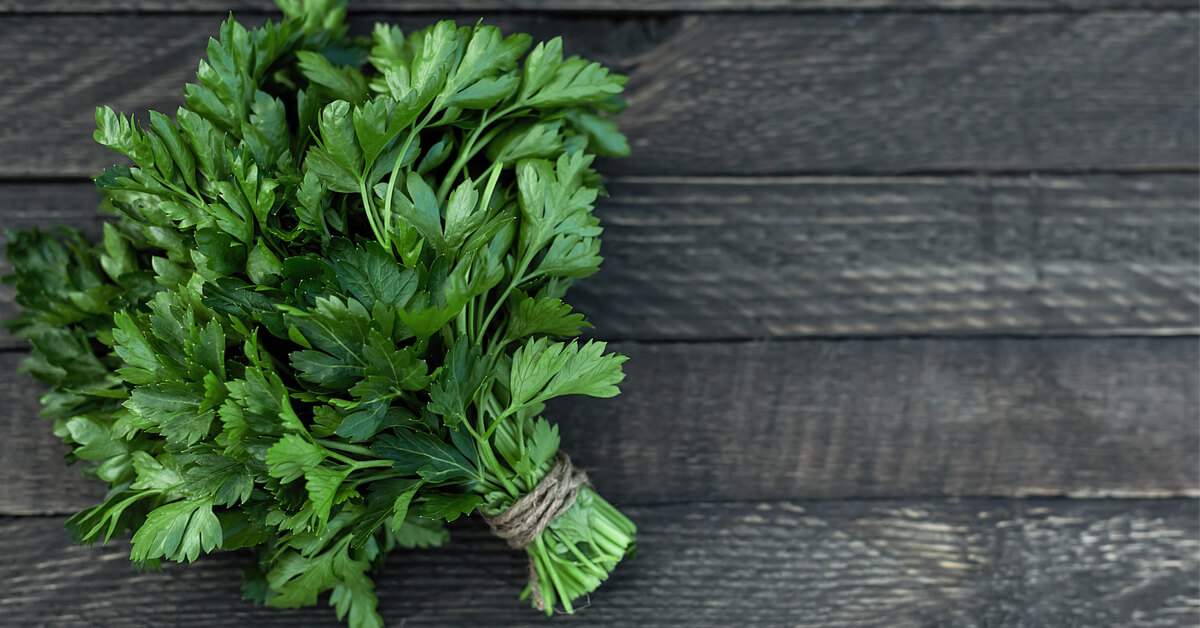 الثورة الخضراء في كوبك.. البقدونس أكثر من مجرد نبتة!