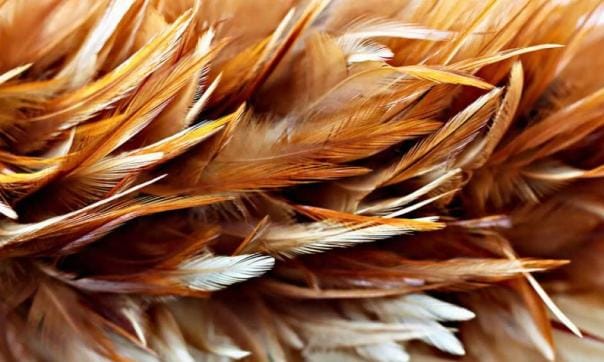 كهرباء من ريش الدجاج.. ابتكار ثوري يغيّر مستقبل الطاقة