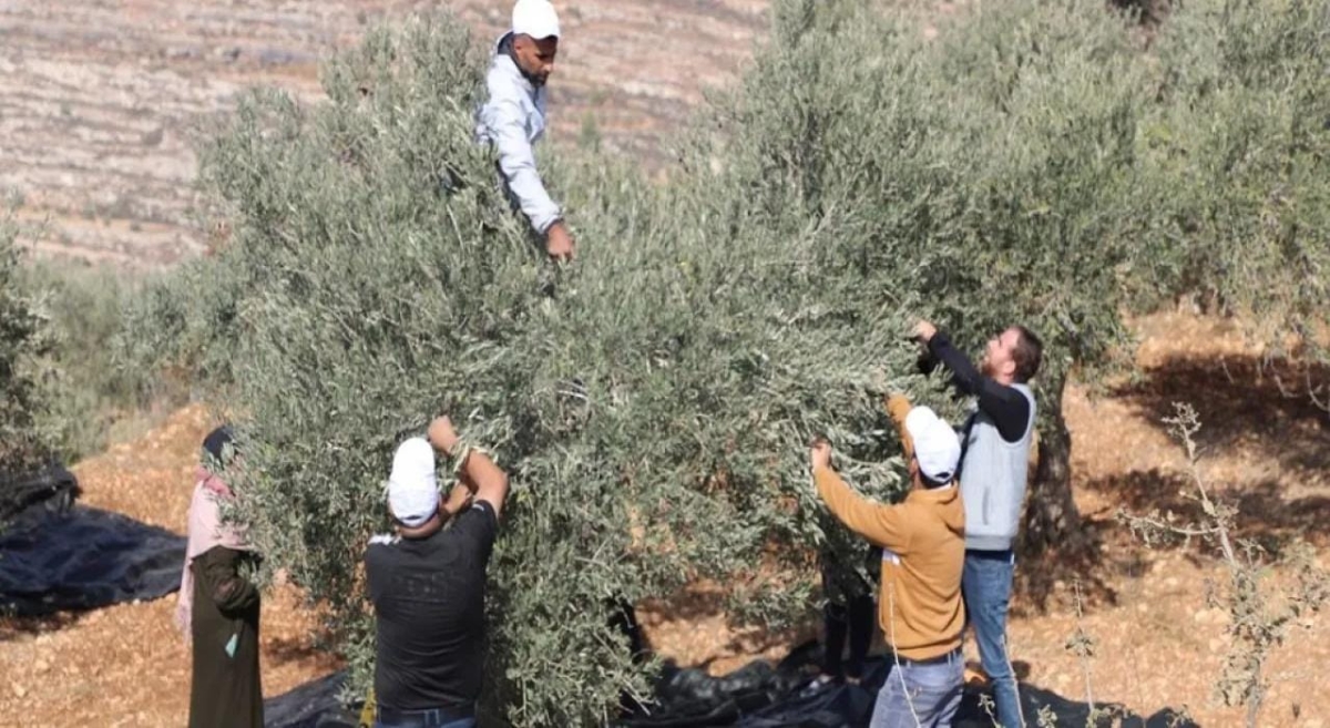 الأمم المتحدة: هجمات المستوطنين مستمرة في الضفة الغربية وندعو لمحاسبتهم