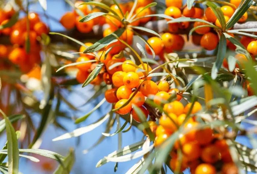 معجزة سحرية! اكتشف سر الشباب الدائم ومكافحة الأمراض المزمنة في هذه النبتة